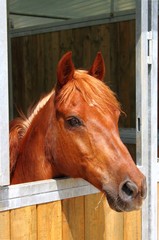 Fototapeta premium Pony in stable