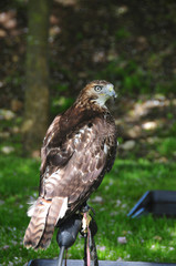 Goshawk (accipiter gentilis)