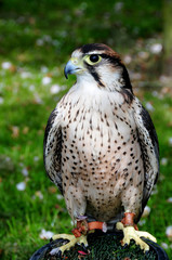 Lanner Falcon (falco biarmicus)