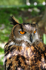 European Eagle Owl (bubo bubo)