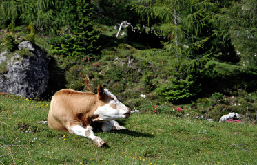 mucca#4