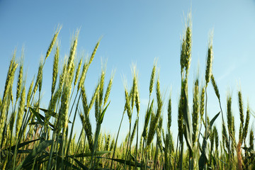 Naklejka premium field of green wheat
