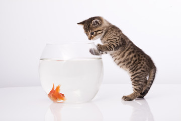 Home cat and a gold fish