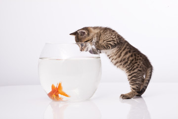 Home cat and a gold fish