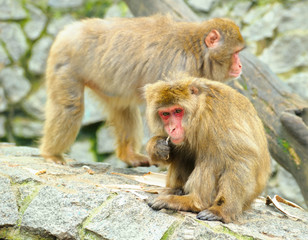 Two monkeys