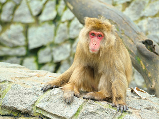 Sad monkey