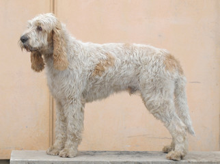 GRAND GRIFFON VENDEEN