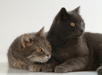 METICCIO E CERTOSINO