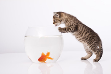 Home cat and a gold fish