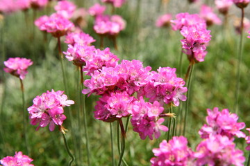 Small pink spring flowers blooming in a garden
