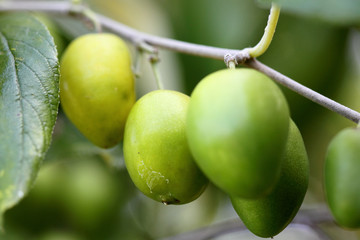 jujubes, jujubier, ziziphus jujuba, fruits tropicaux