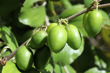 jujubes verts, jujubier, ziziphus jujuba, fruits tropicaux