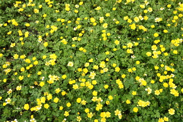 Field of buttercup flowers blooming