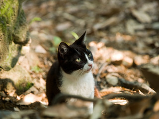 Fototapeta premium OLYMPUS DIGITAL CAMERA