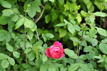 Rose im Juni