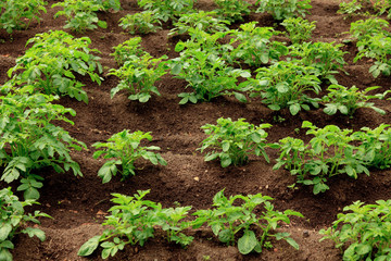 Healthy Young Potato plants in a big field
