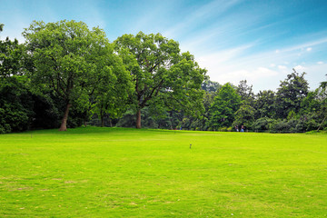 Fototapeta na wymiar Meadow with green grass and trees under blue sky .