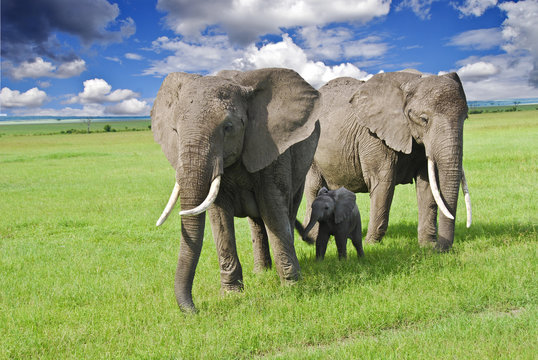elefanti nel parco Masai Mara