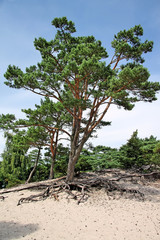 Trees on dune.