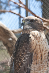 Golden Eagle