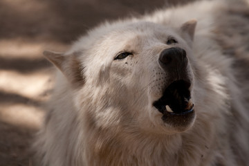 Timber wolfe howling