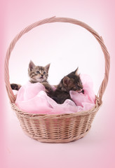 Fototapeta na wymiar chatons dans un panier d'osier sur fond rose