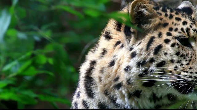 armurleopard