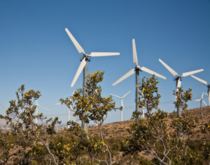 Windmill Farm