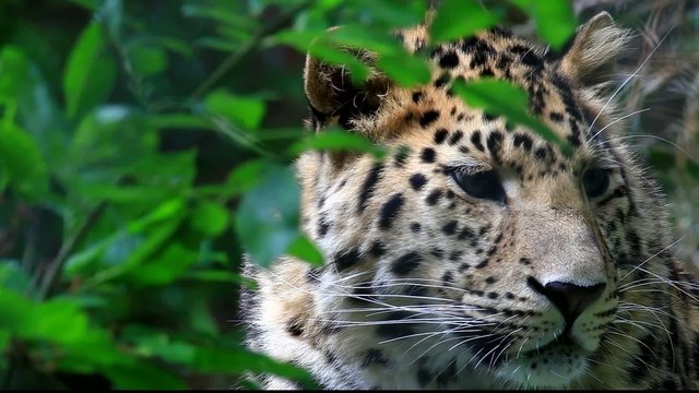 armurleopard