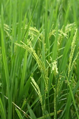 Fototapeta na wymiar paddy rice