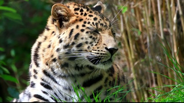 armurleopard