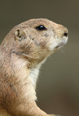 Fototapeta premium Portrait of a Prairie Dog