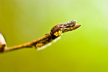 insect