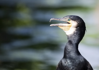 cormorant