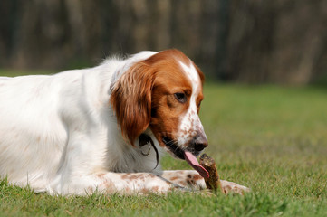 hund mit Stock