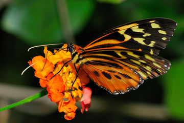 papillon tropical