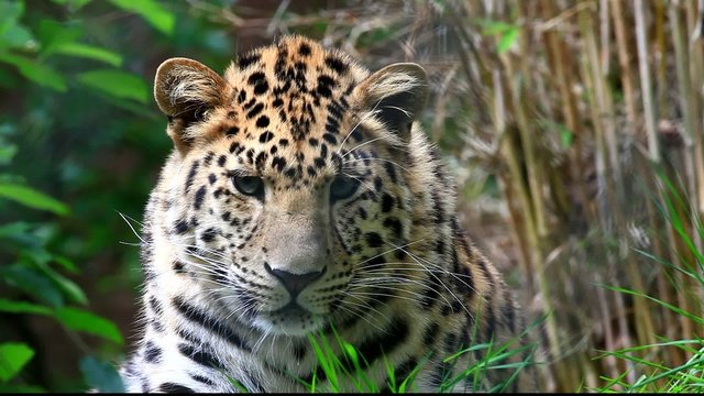 armurleopard