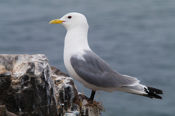 Kittiwake (Rissa tridactyla)