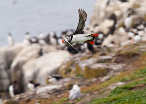 Puffin in flight with sandeel