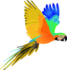 Perroquet ara bleu en vol