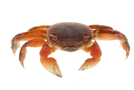 seafood animal red crab isolated