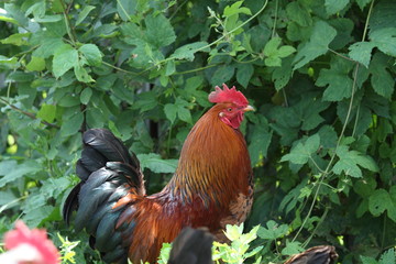 Пестрый петух гуляет в траве