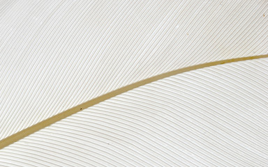 white bird feather background