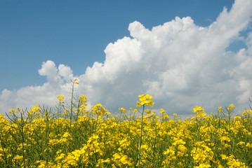 Obraz premium Blühender Raps vor blauem Himmel