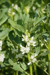 weißblühende Ackerbohne