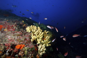Fototapeta na wymiar corallo