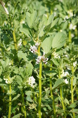 Buntblühende Ackerbohne