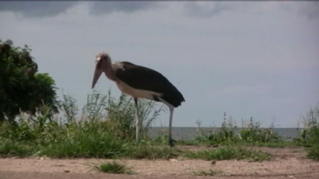 marabu