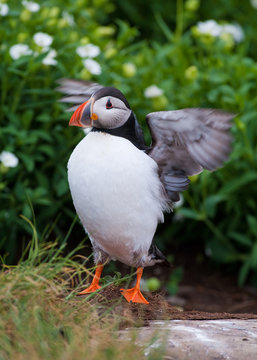 Puffin flapping