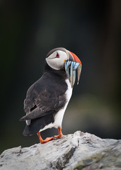 Puffin with sandeels (Portrait)